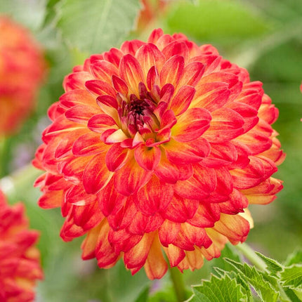 Dahlia Icoon Perennial Bedding