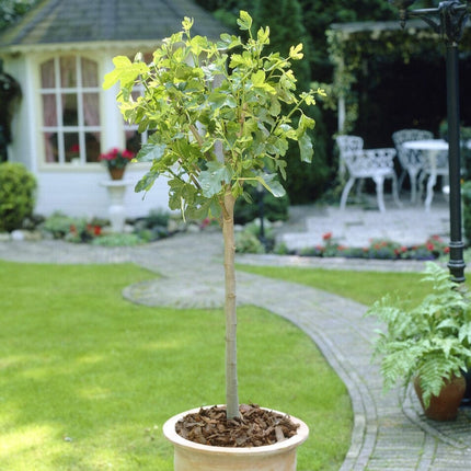 Half-Standard Fig Tree Trained Fruit Trees