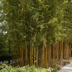 Golden Bamboo | Phyllostachys aureosulcata 'Spectabilis'