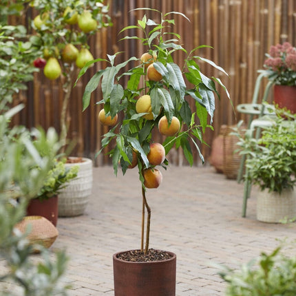 Patio Peach Tree | Prunus Persica 'Pink Peachy'