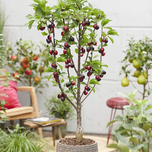 Patio Cherry Tree Trained Fruit Trees