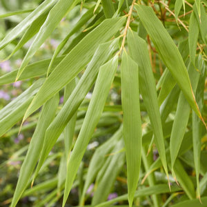 Dragon Head Bamboo | Fargesia rufa