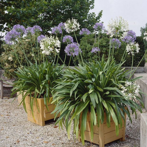 Stately Agapanthus Collection Perennial Bedding