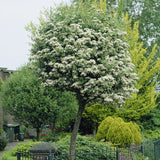 Double White Hawthorn Tree | Crataegus laevigata 'Plena' Ornamental Trees