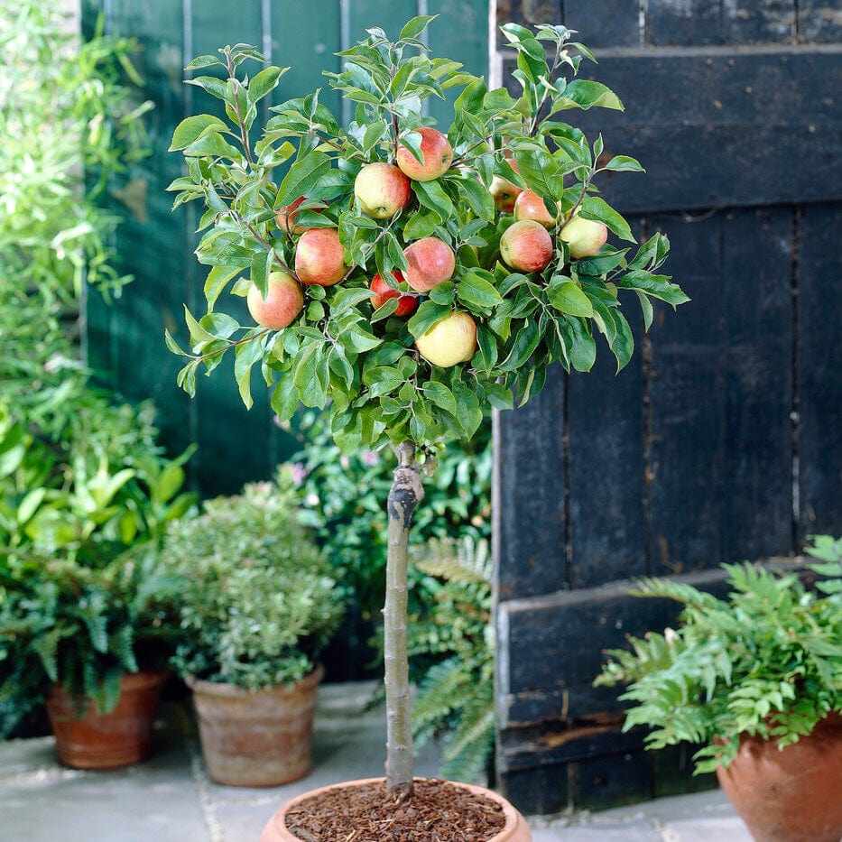 Patio Apple Tree