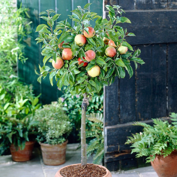 Patio Apple Tree Trained Fruit Trees