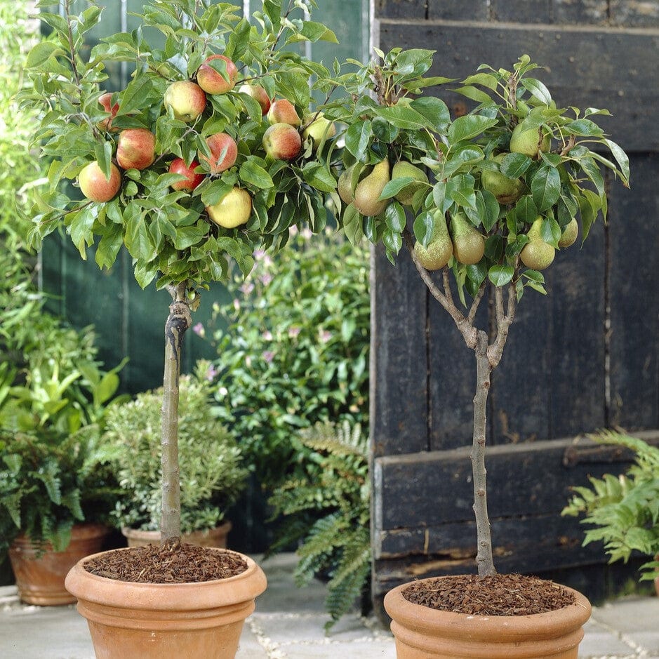 Patio Apple and Pear Trees | Perfect Partners