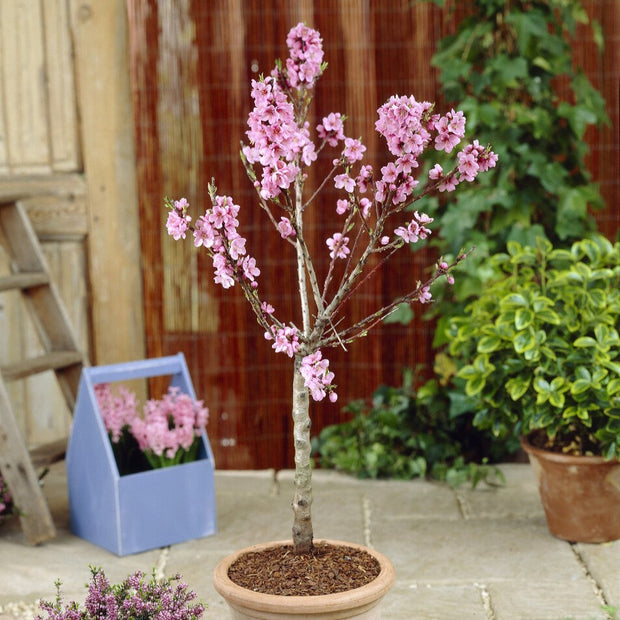 Patio Peach Tree | Prunus Persica 'Pink Peachy'