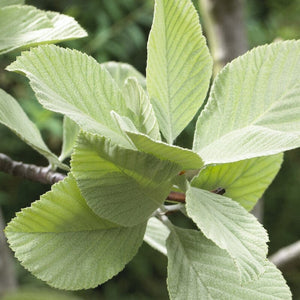 Whitebeam Tree | Sorbus aria 'Lutescens' Ornamental Trees