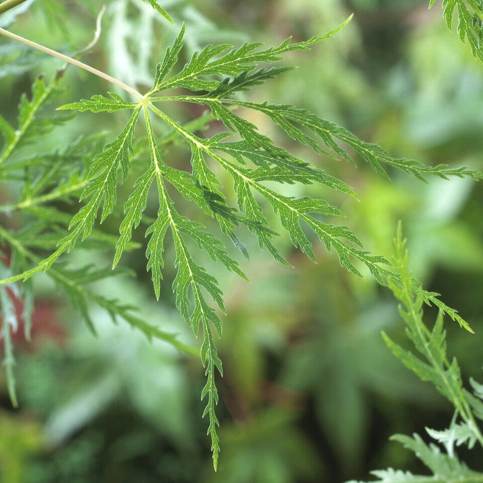 Japanese Maple Tree | Acer palmatum dissectum 'Emerald Lace'