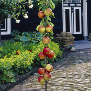 Cordon Apple Tree Trained Fruit Trees