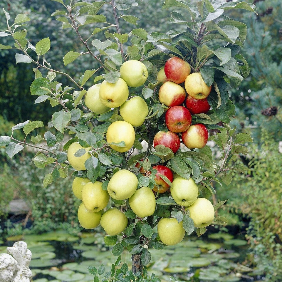 Duo Apple Tree | 'Jonagold' & 'Golden Pearmain'