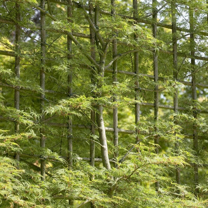 Japanese Maple Tree | Acer palmatum dissectum 'Emerald Lace' Ornamental Trees