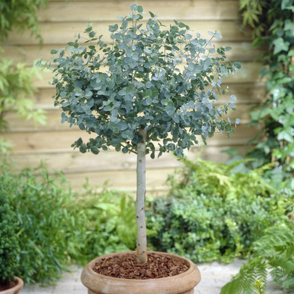 Standard Eucalyptus Tree | Eucalyptus gunnii