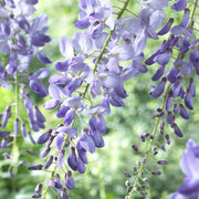 Chinese Wisteria | Wisteria sinensis 'Prolific' Climbing Plants