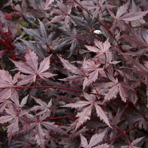 Japanese Maple Tree | Acer palmatum 'Trompenburg' Ornamental Trees