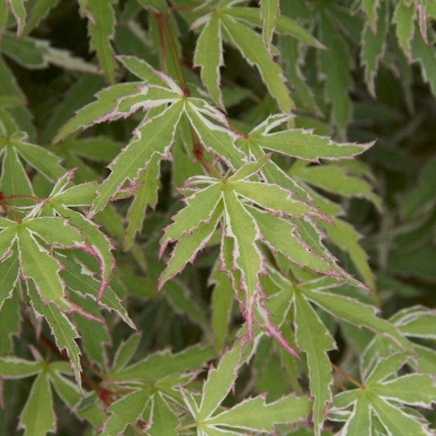 Japanese Maple Tree | Acer palmatum 'Butterfly' Ornamental Trees