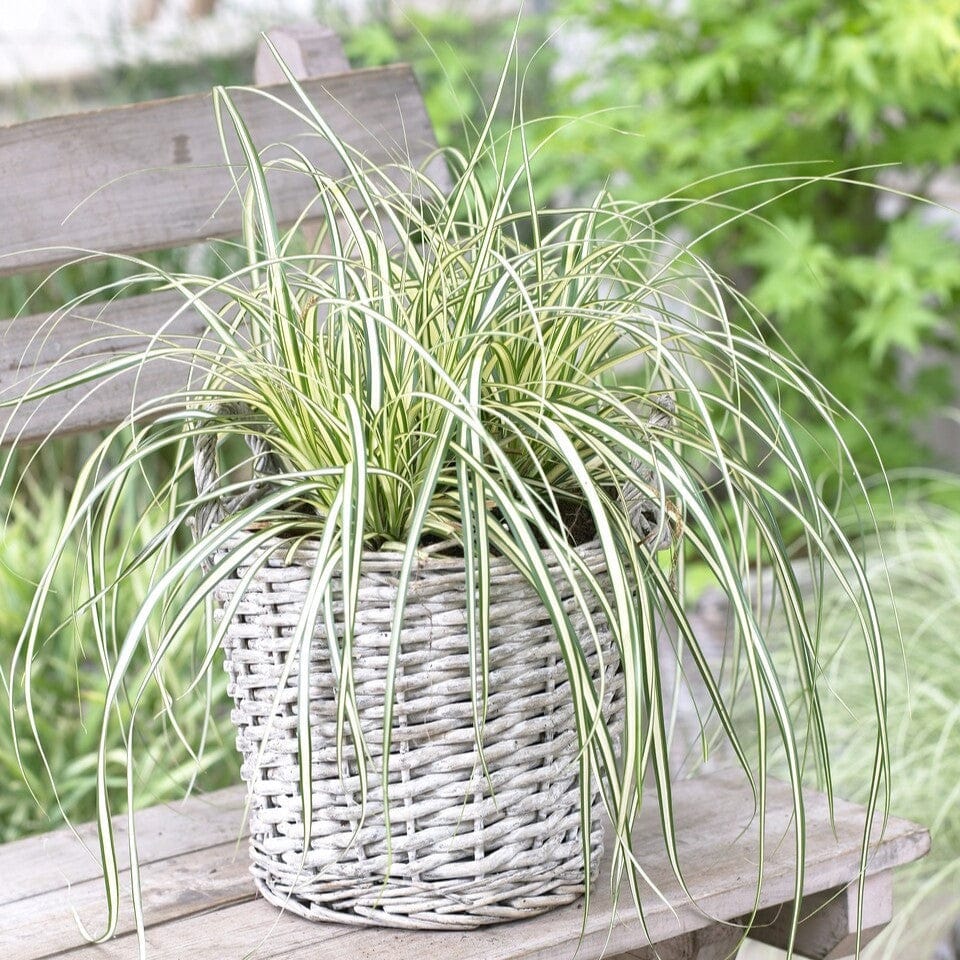 Japanese Sedge | Carex oshimensis 'Moonlight'