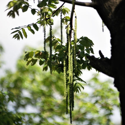 'Buccaneer' Walnut Tree Fruit Trees