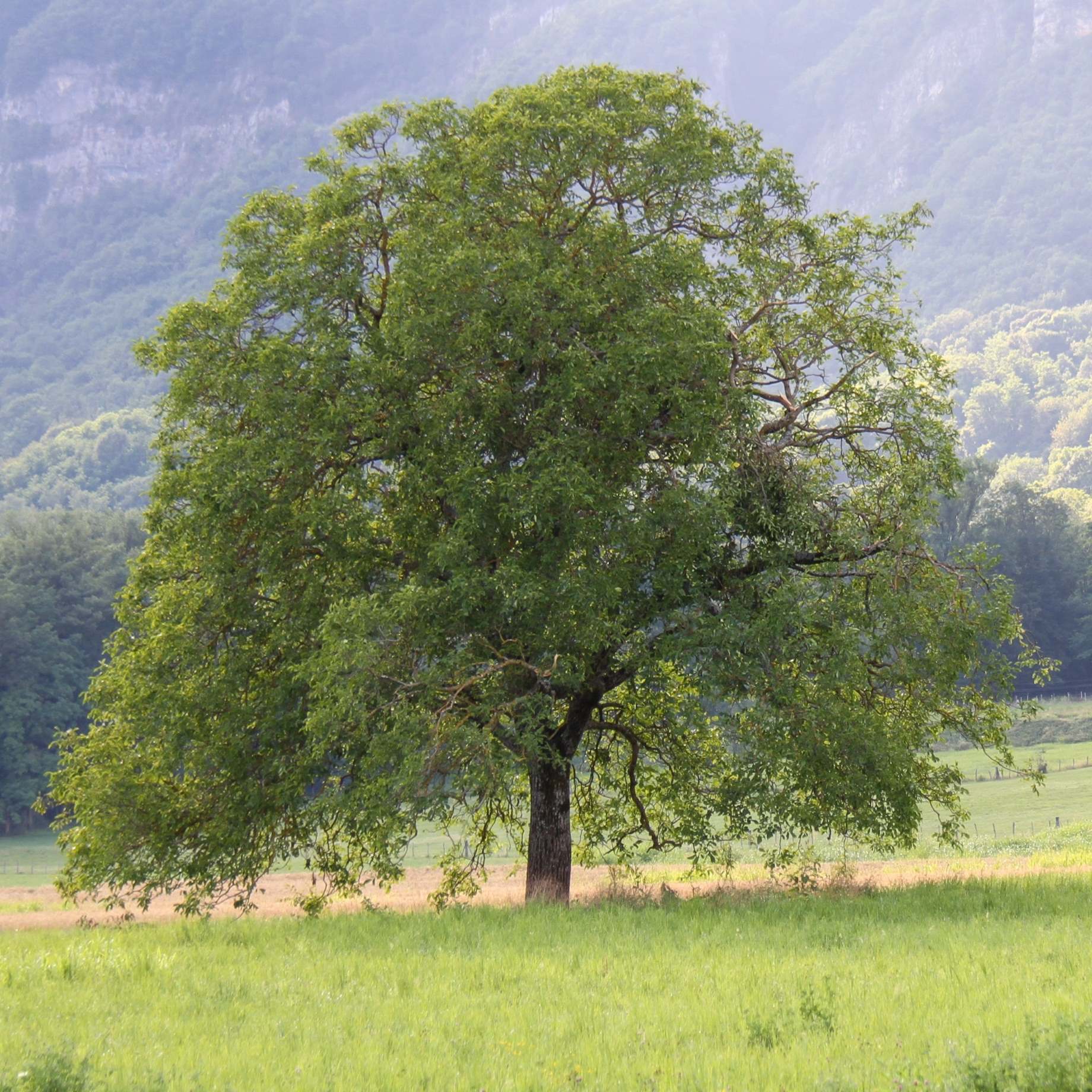 'Buccaneer' Walnut Tree