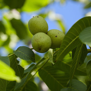 'Buccaneer' Walnut Tree Fruit Trees