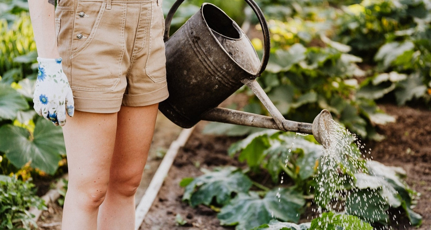 How Often and When to Water Your Plants