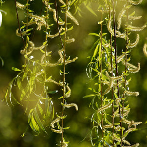 Golden Weeping Willow Tree | Salix 'Chrysocoma'