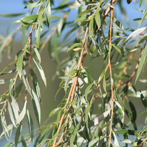 Golden Weeping Willow Tree | Salix 'Chrysocoma'