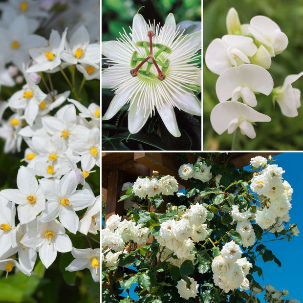 White Garden Climbing Plants Collection Climbing Plants