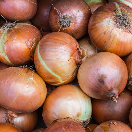 White Onion Plants