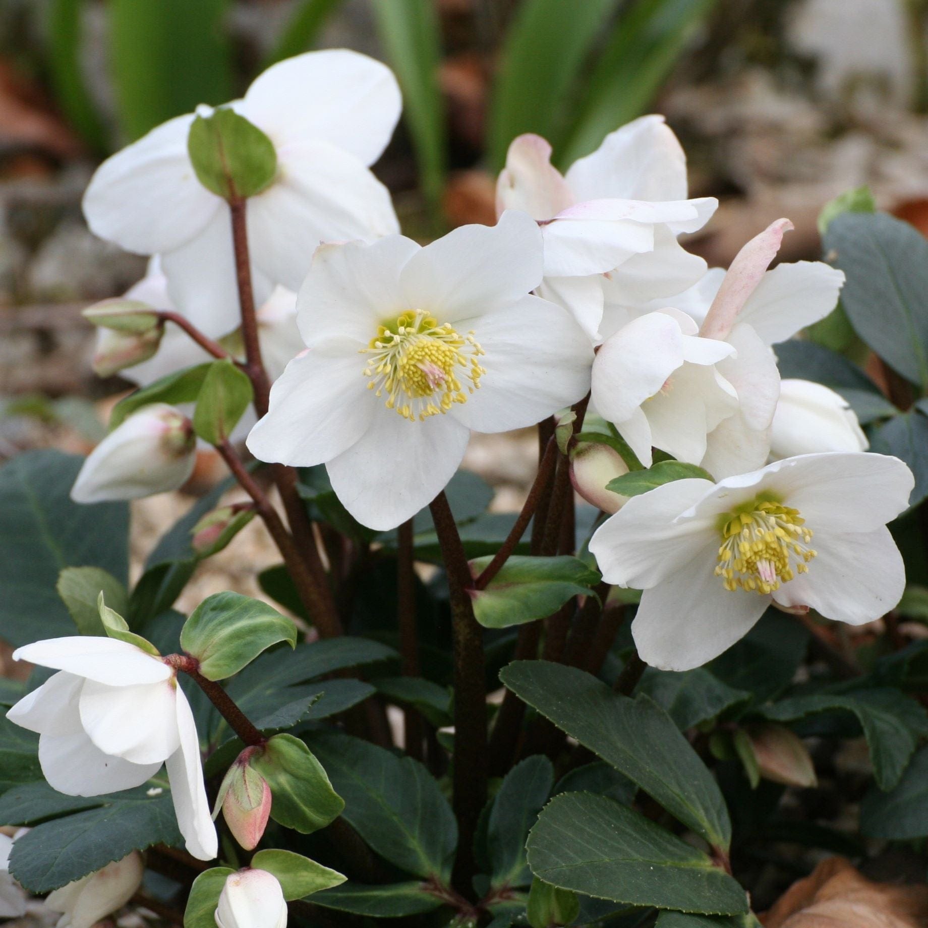 'White' Snow Rose | 'Ice N' Roses®' Series | Hellebore Gold Collection®