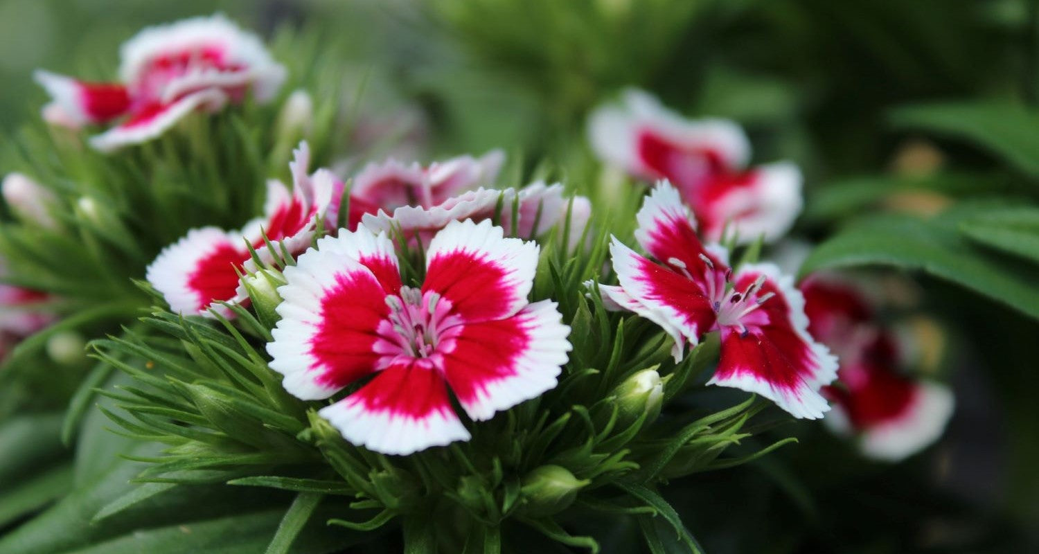 5 Reasons to Grow Dianthus (Pinks)