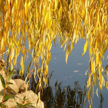 Golden Weeping Willow Tree | Salix 'Chrysocoma'