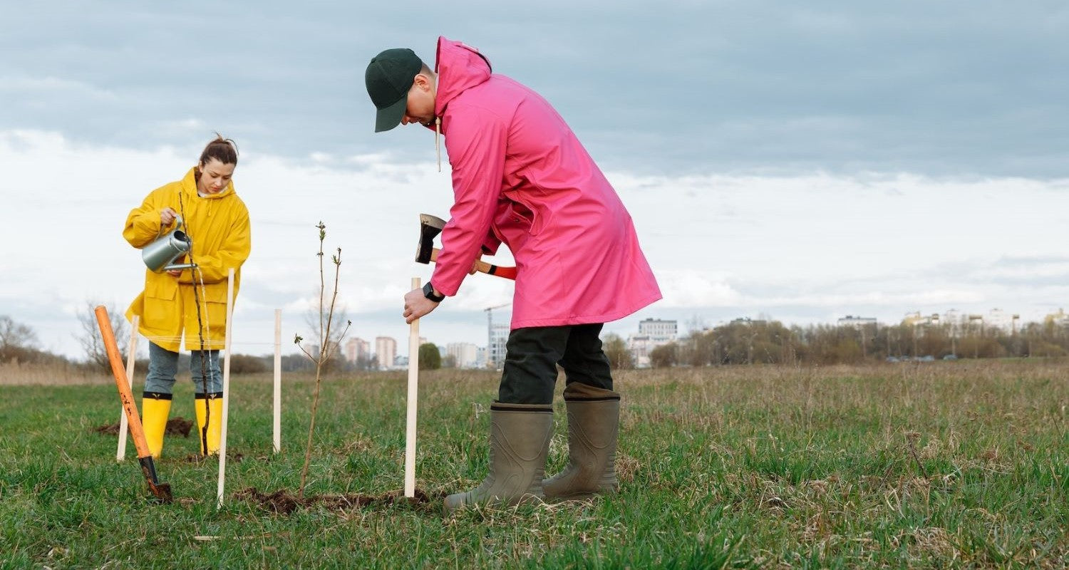 Is Winter the Best Time to Plant Trees?