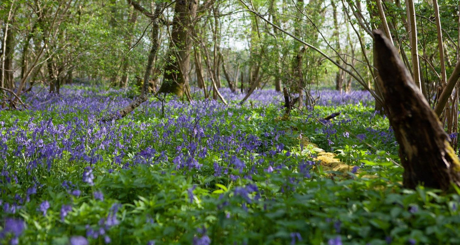 Woodland Garden Ideas