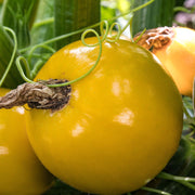 'Summer Ball' Courgette Plants