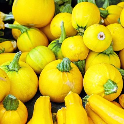 'Summer Ball' Courgette Plants