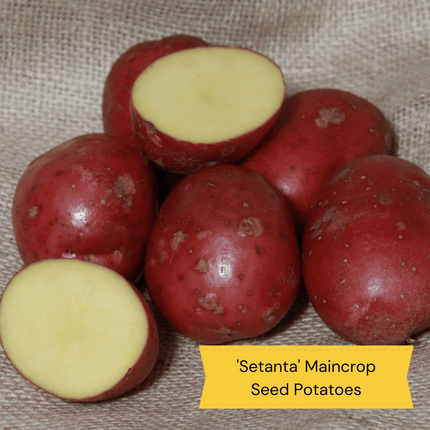 Organic Growing Seed Potato Pack | Growers' Choice Vegetables