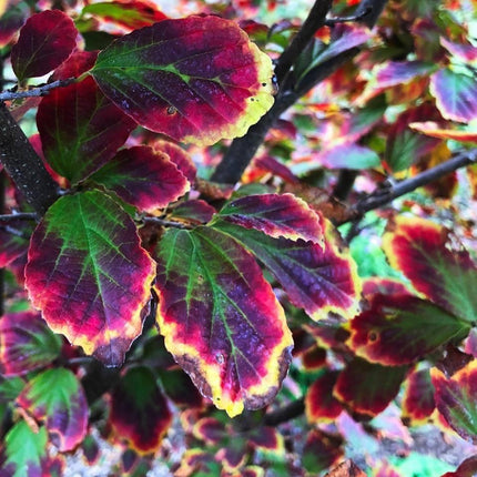 Parrotia 'Persian Spire' | 3L Pot Ornamental Trees