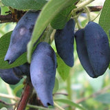 Kamtschatica Honeyberry Bush Soft Fruit