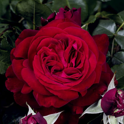 Admiral' Hybrid Tea Rose Shrubs