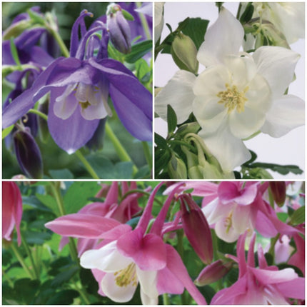 6 Aquilegia Spring Magic Collection 10.5cm Perennial Bedding