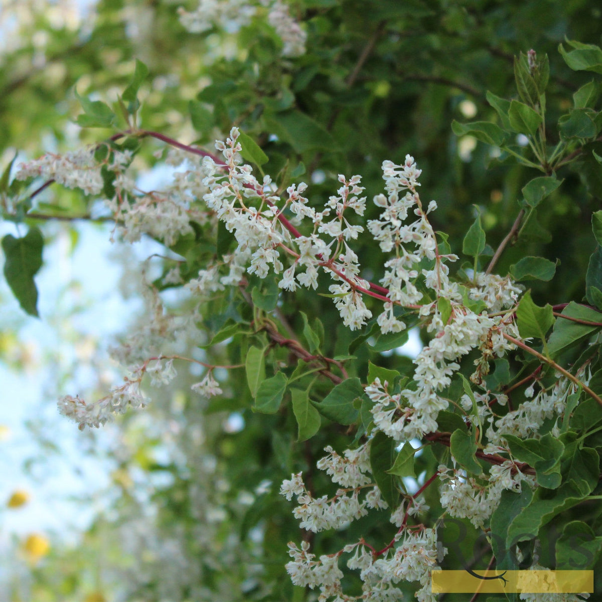 Russian Vine | Fallopia baldschuanicum – Roots Plants