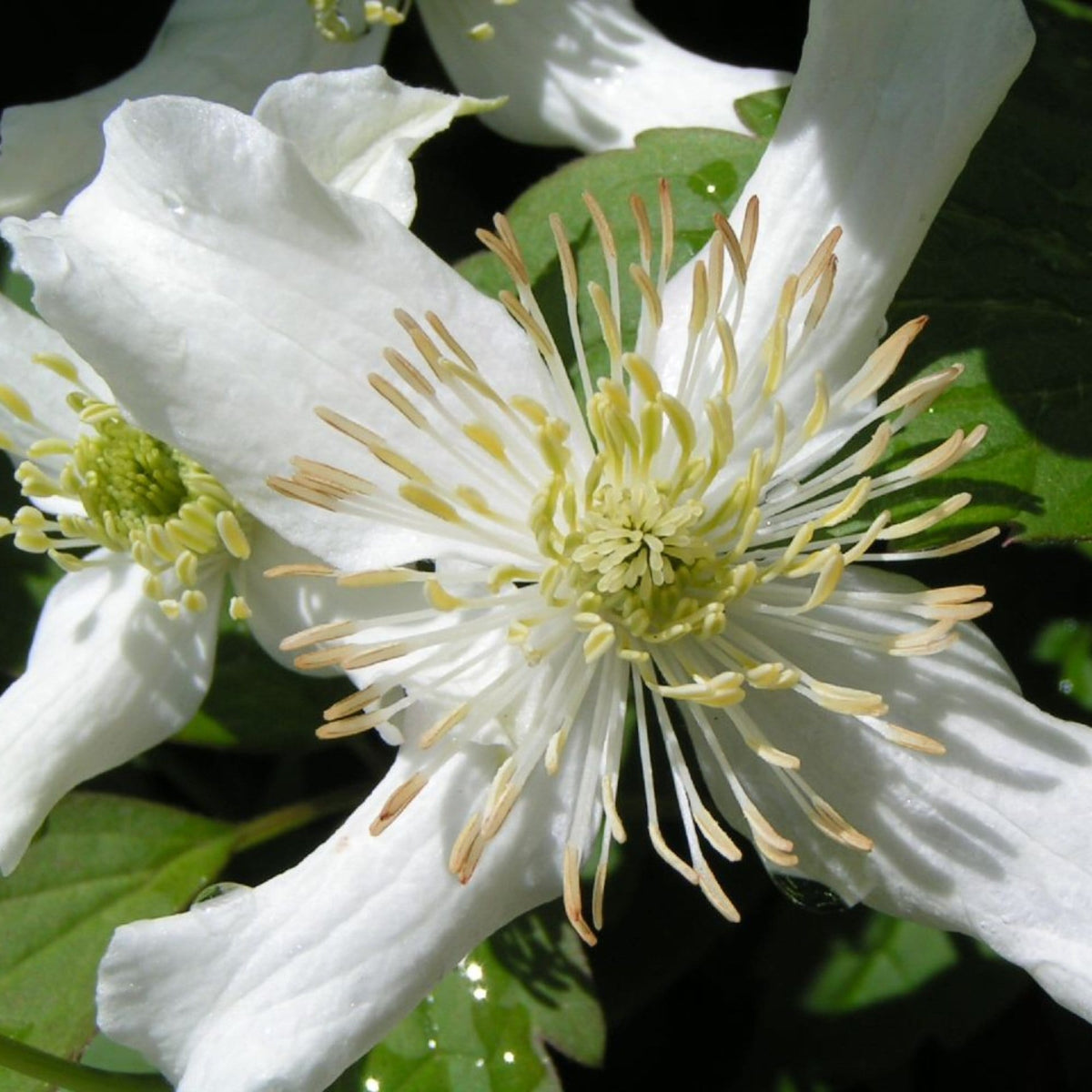 Clematis montana 'Wilsonii' – Roots Plants