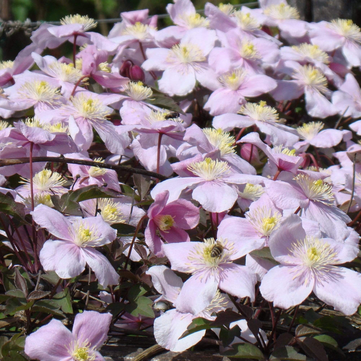 Clematis montana 'Mayleen' – Roots Plants