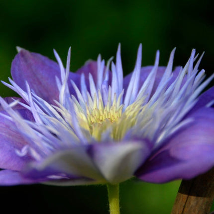 90cm Clematis 'Crystal Fountain' | 3L Pot Climbing Plants