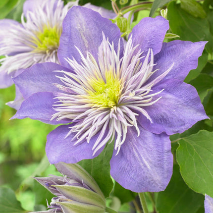 90cm Clematis 'Crystal Fountain' | 3L Pot Climbing Plants