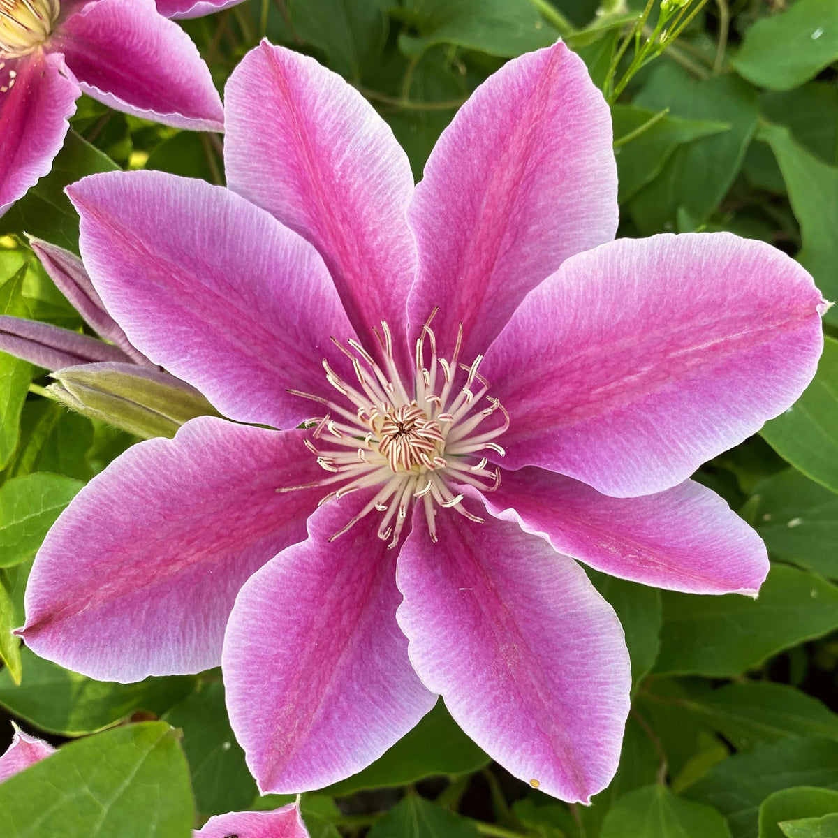 Clematis 'Bees' Jubilee' - Roots Plants