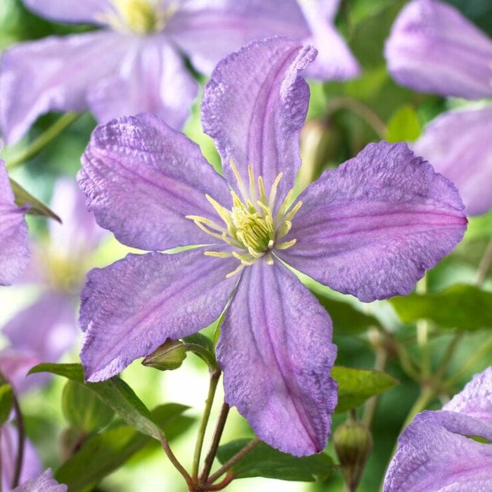 Clematis 'Prince Charles' – Roots Plants