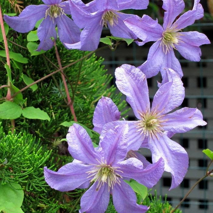 Clematis 'Prince Charles' - Roots Plants